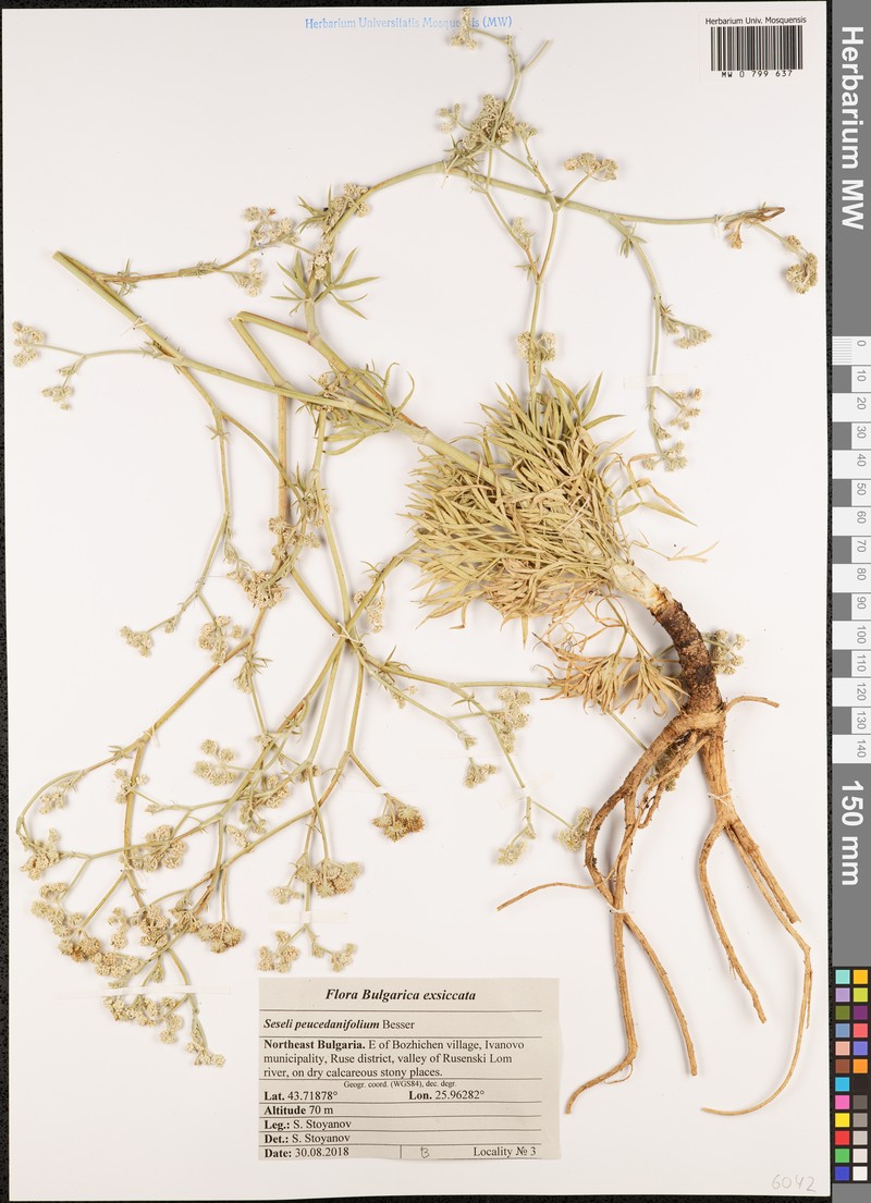 Seseli besserianum photo 4