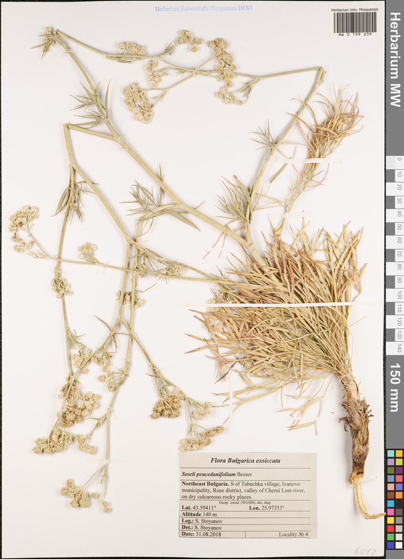 Seseli besserianum photo 5