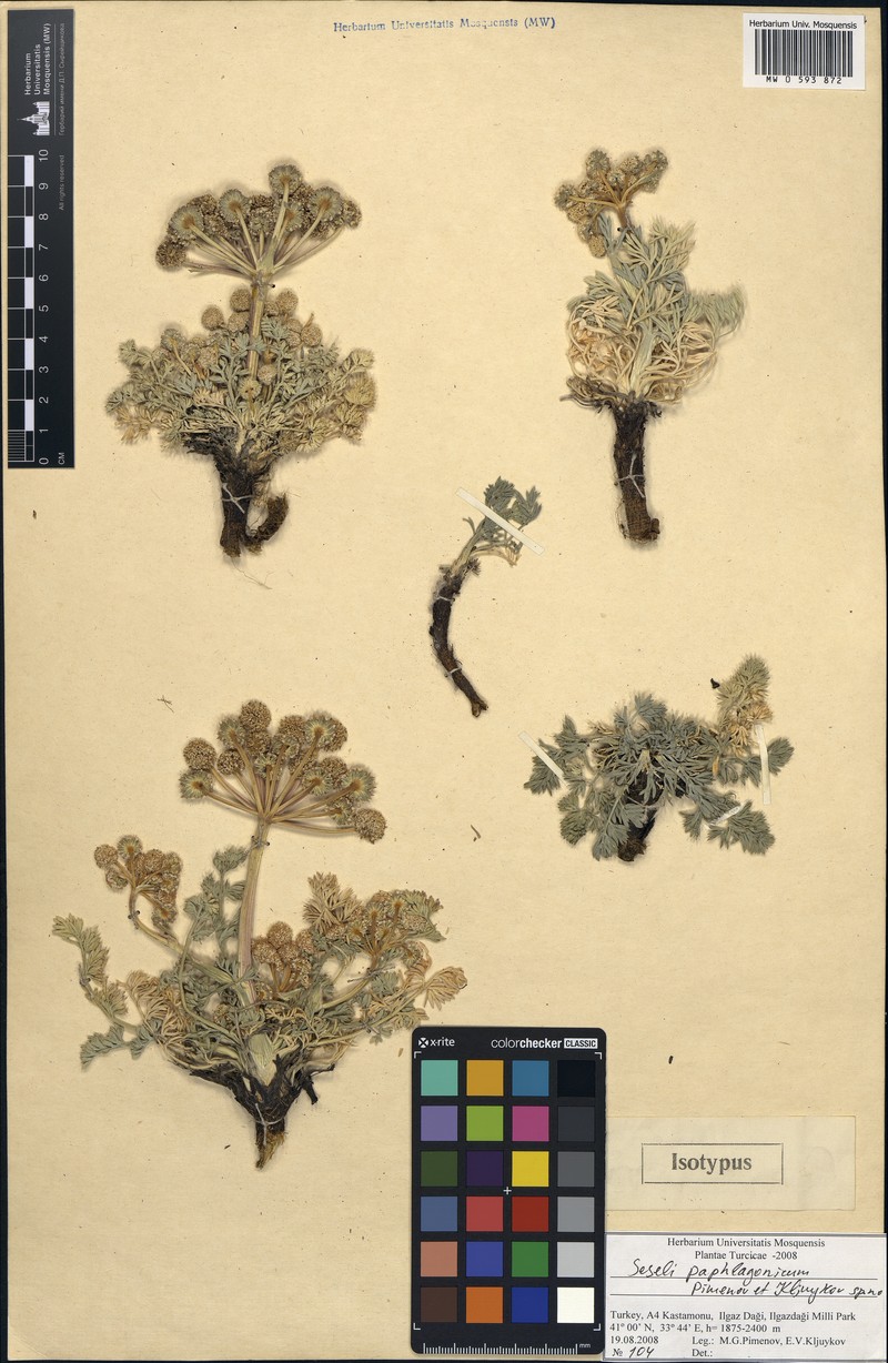 Seseli gummiferum subsp. gummiferum