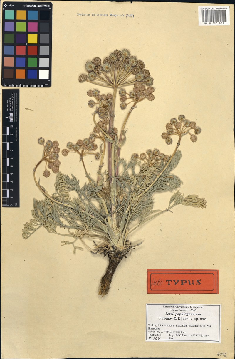 Seseli gummiferum subsp. gummiferum photo 2