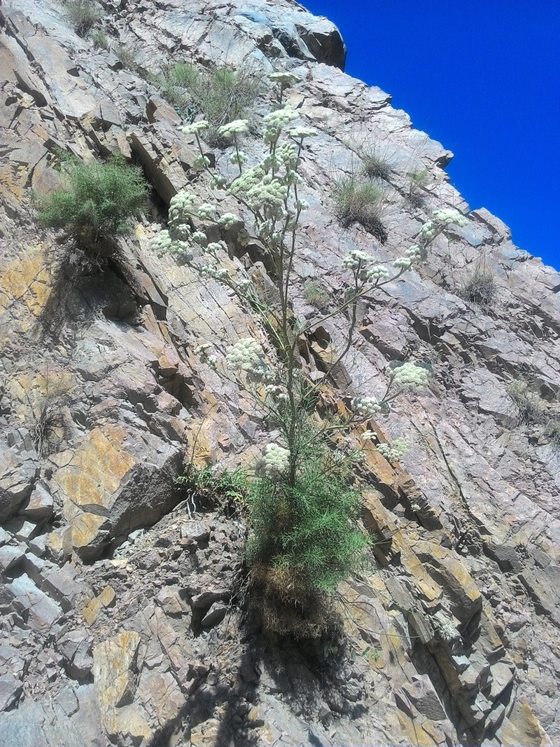 Seseli iliense photo 3