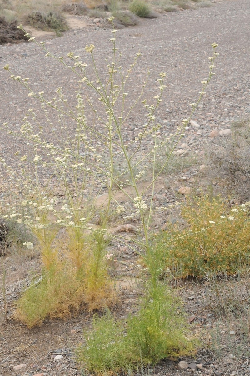 Seseli iliense photo 5