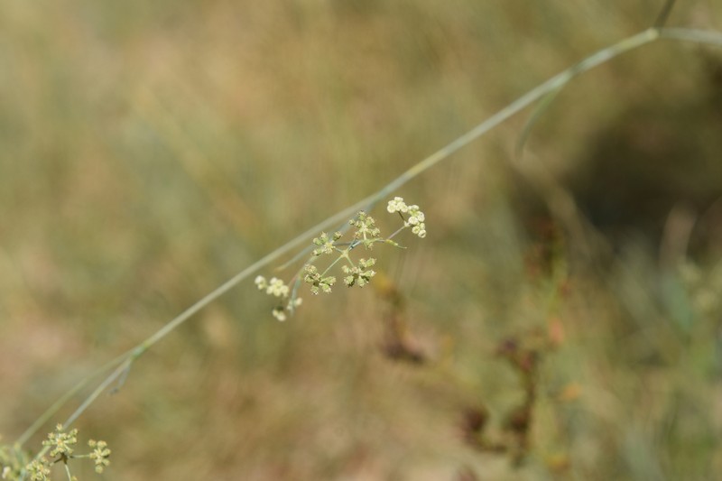 Seseli longifolium subsp. longifolium