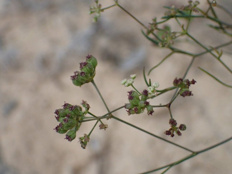 Seseli longifolium subsp. longifolium photo 2