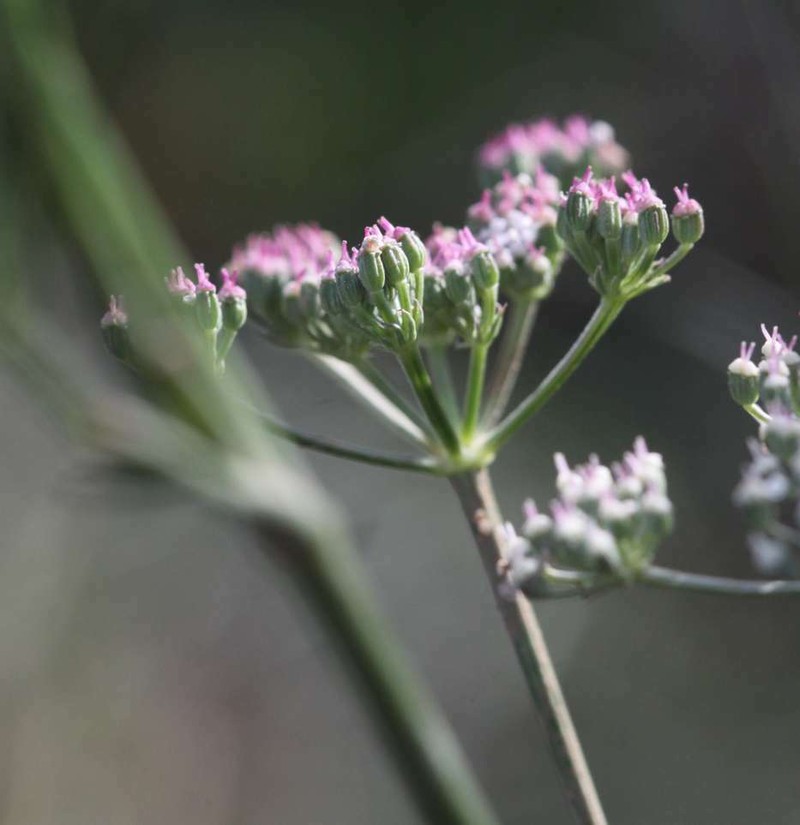 Seseli longifolium subsp. longifolium photo 3