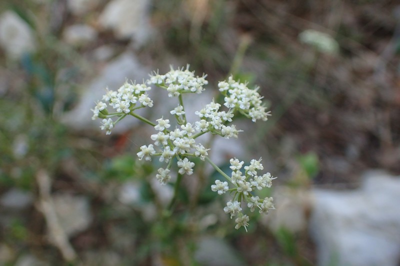 Seseli longifolium subsp. longifolium photo 4