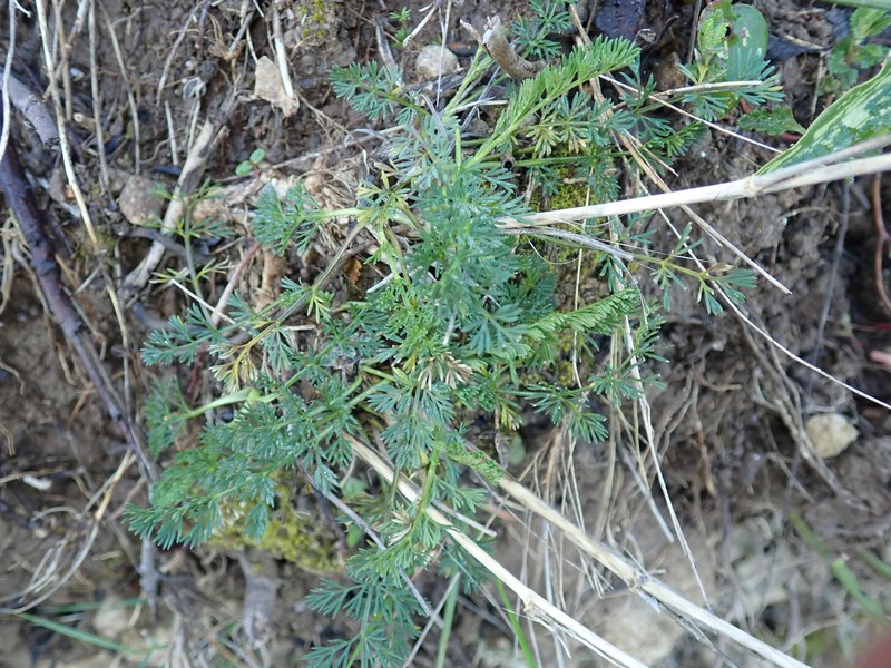 Seseli montanum subsp. montanum