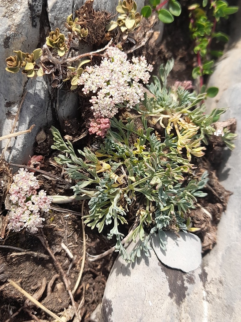 Seseli montanum subsp. montanum photo 2