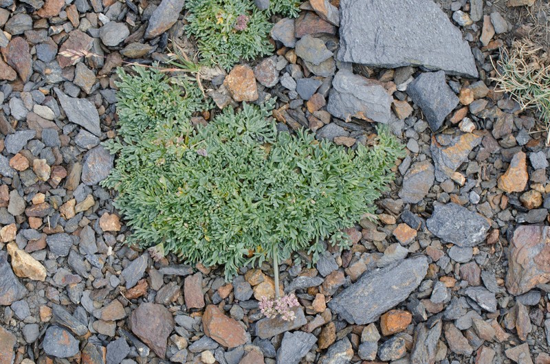 Seseli montanum subsp. montanum photo 3