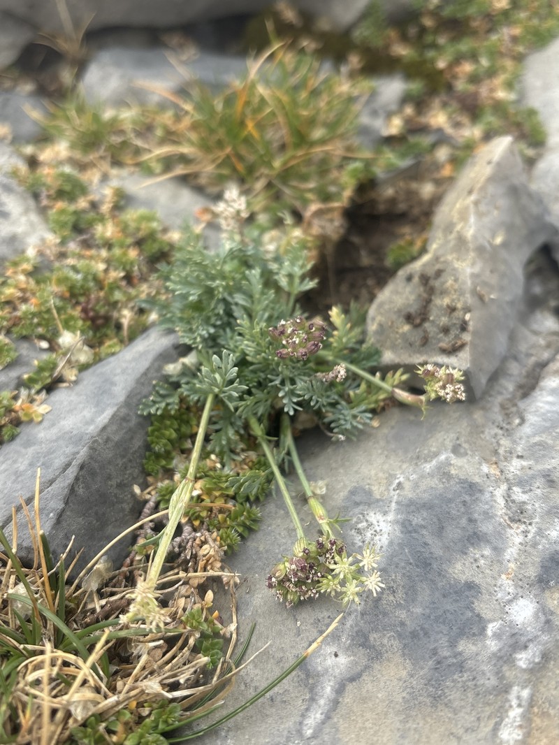 Seseli montanum subsp. montanum photo 4