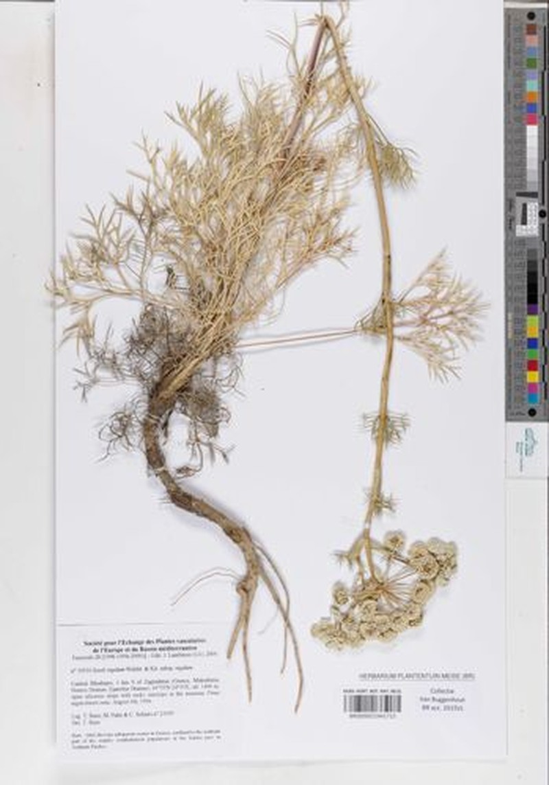 Seseli rigidum subsp. rigidum