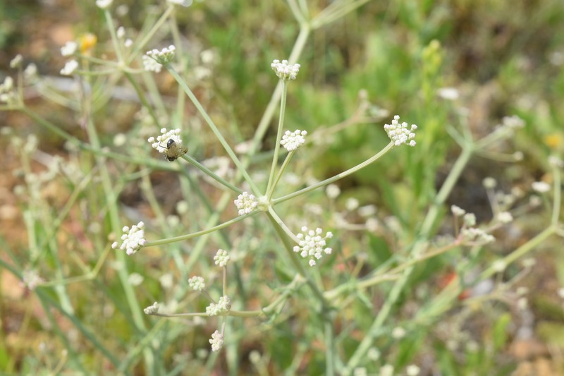 Seseli tortuosum subsp. tortuosum