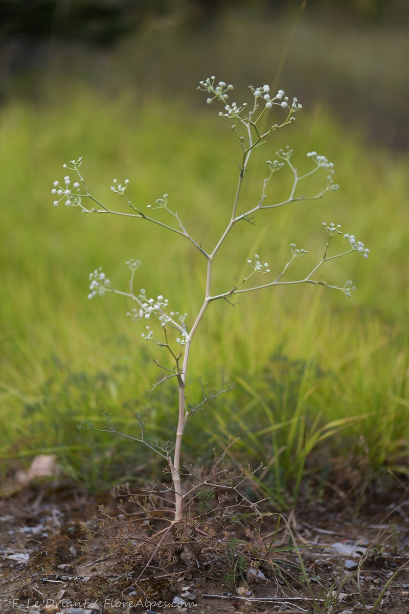 Seseli tortuosum subsp. tortuosum photo 2