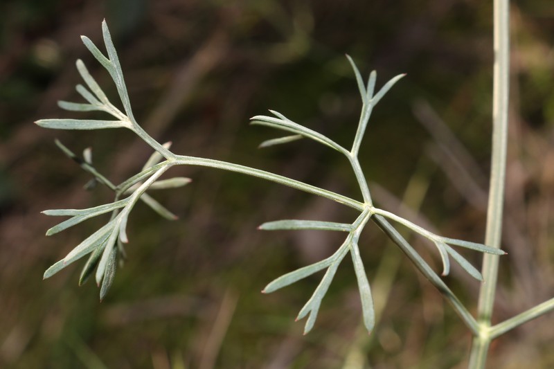 Seseli tortuosum subsp. tortuosum photo 3