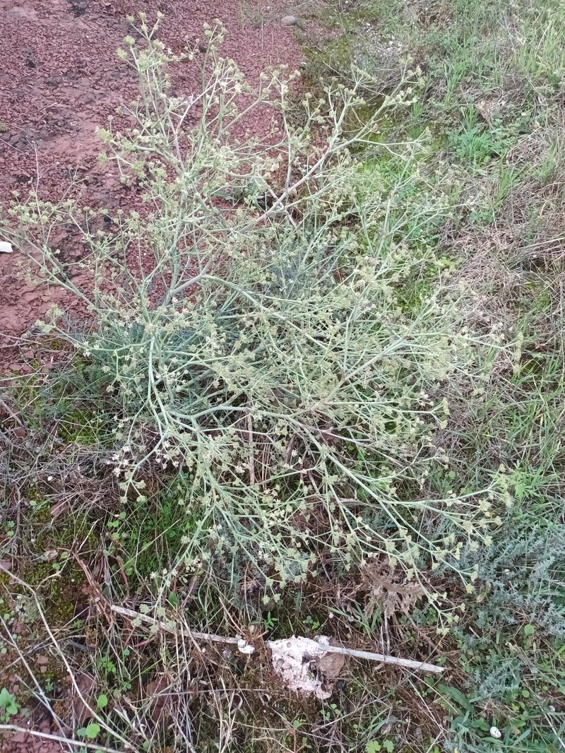 Seseli tortuosum subsp. tortuosum photo 4