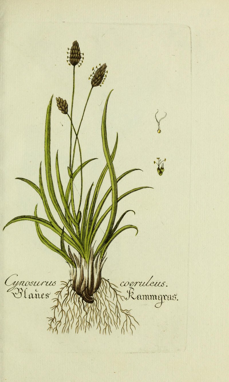 Sesleria cylindrica