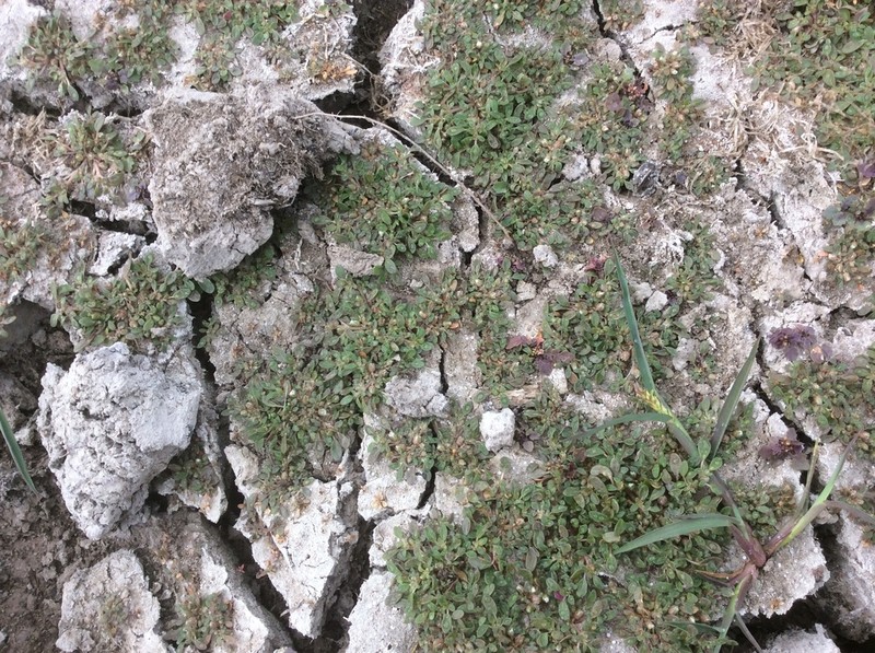 Panal photo 8
