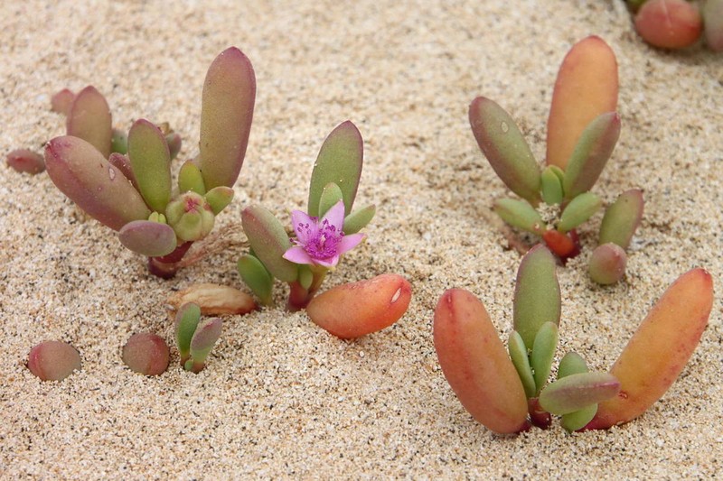 Sesuvium portulacastrum subsp. persoonii