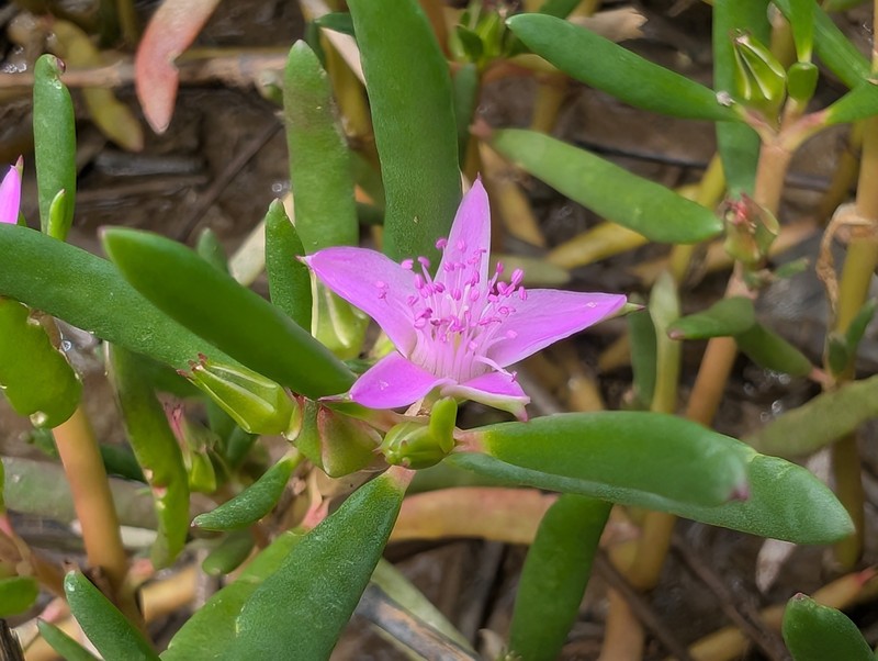 Little-Leaf Seapurslane photo 3