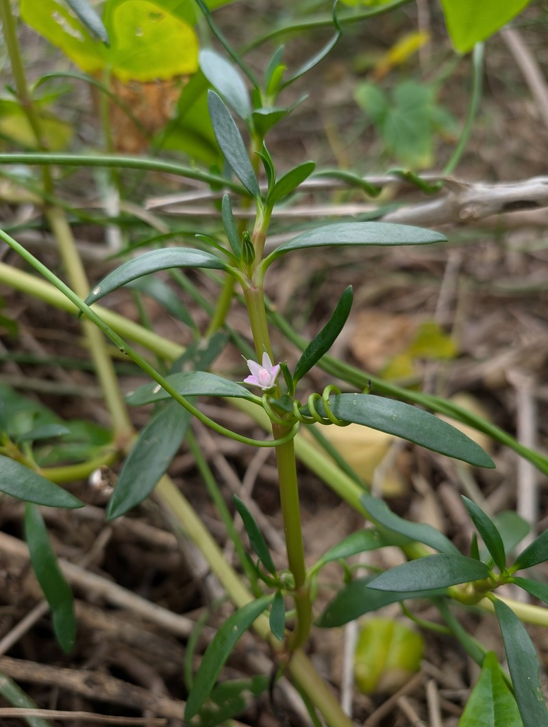 Little-Leaf Seapurslane photo 4