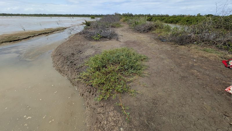 Little-Leaf Seapurslane photo 5