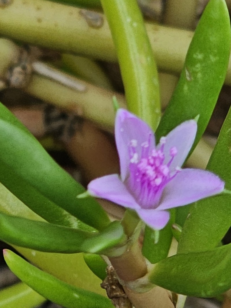 Little-Leaf Seapurslane photo 7