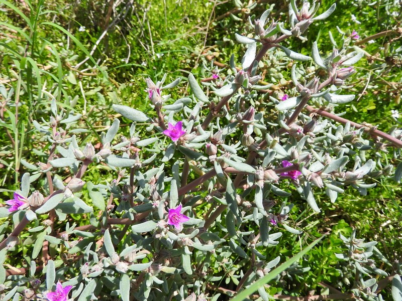 Verrucose Seapurslane