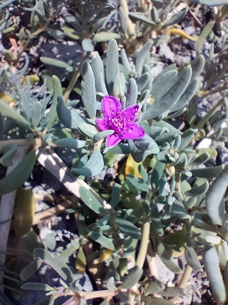 Verrucose Seapurslane photo 2