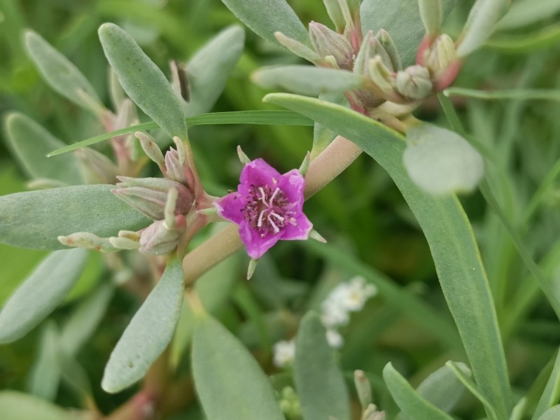 Verrucose Seapurslane photo 3