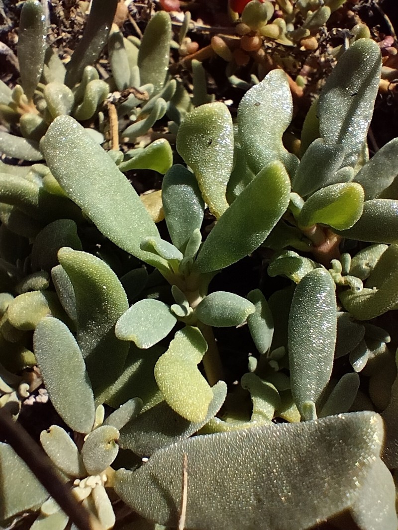 Verrucose Seapurslane photo 4