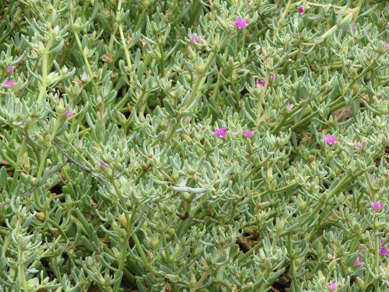 Verrucose Seapurslane photo 5