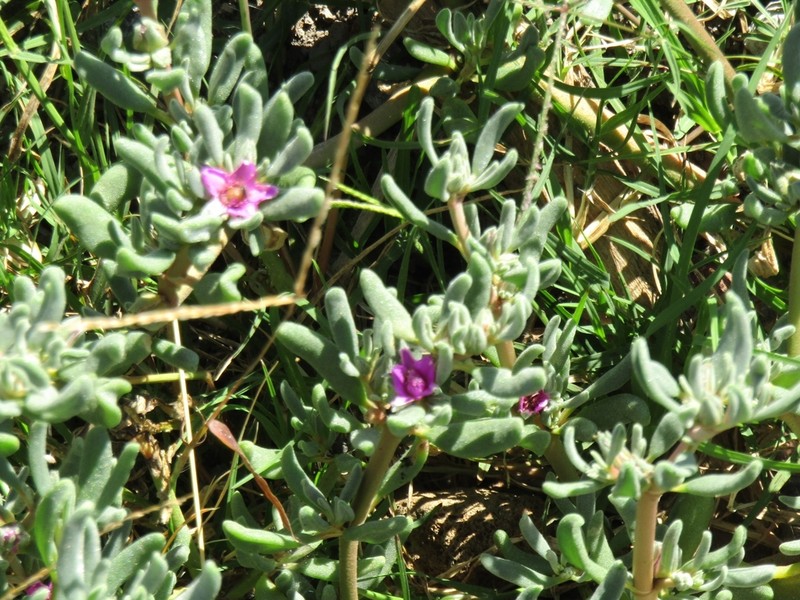 Verrucose Seapurslane photo 6