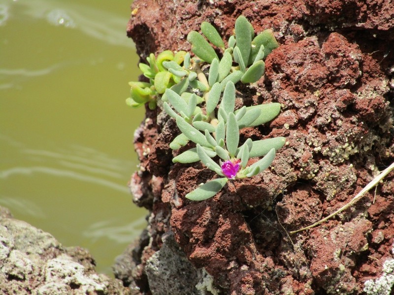 Verrucose Seapurslane photo 7