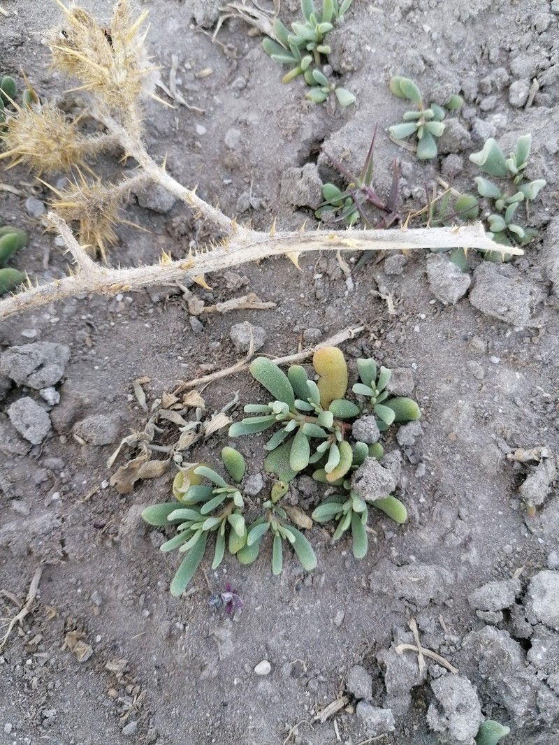 Verrucose Seapurslane photo 8