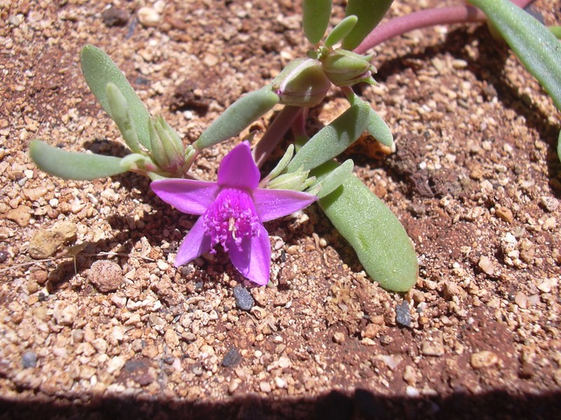 Verrucose Seapurslane