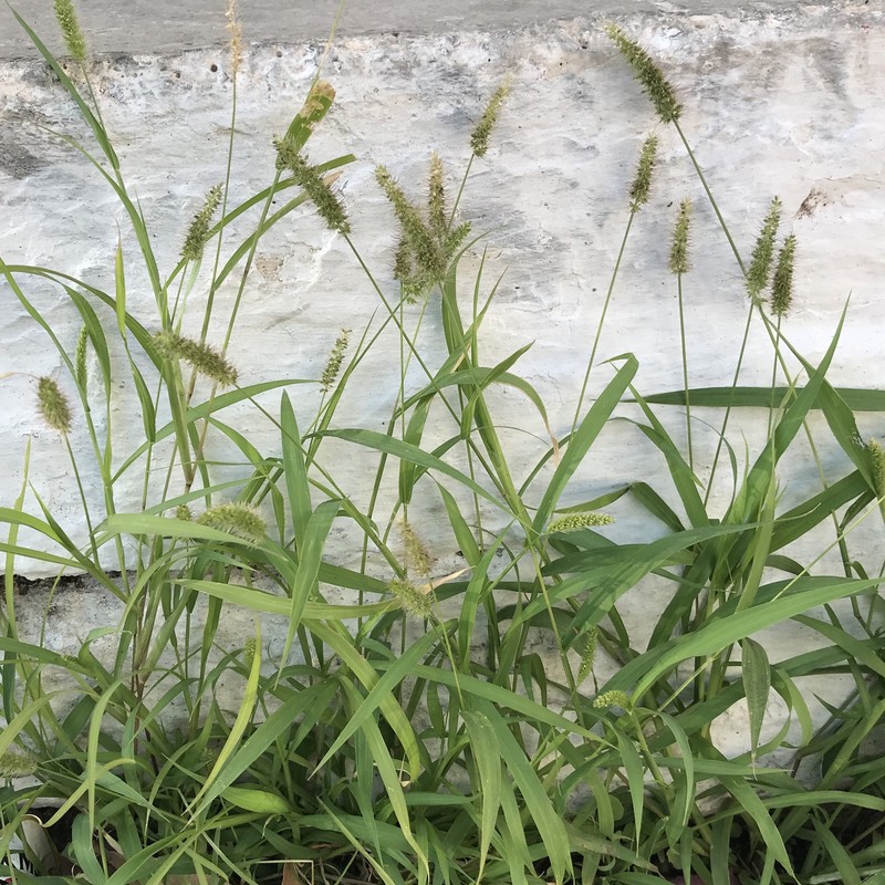 Bur Bristlegrass photo 2