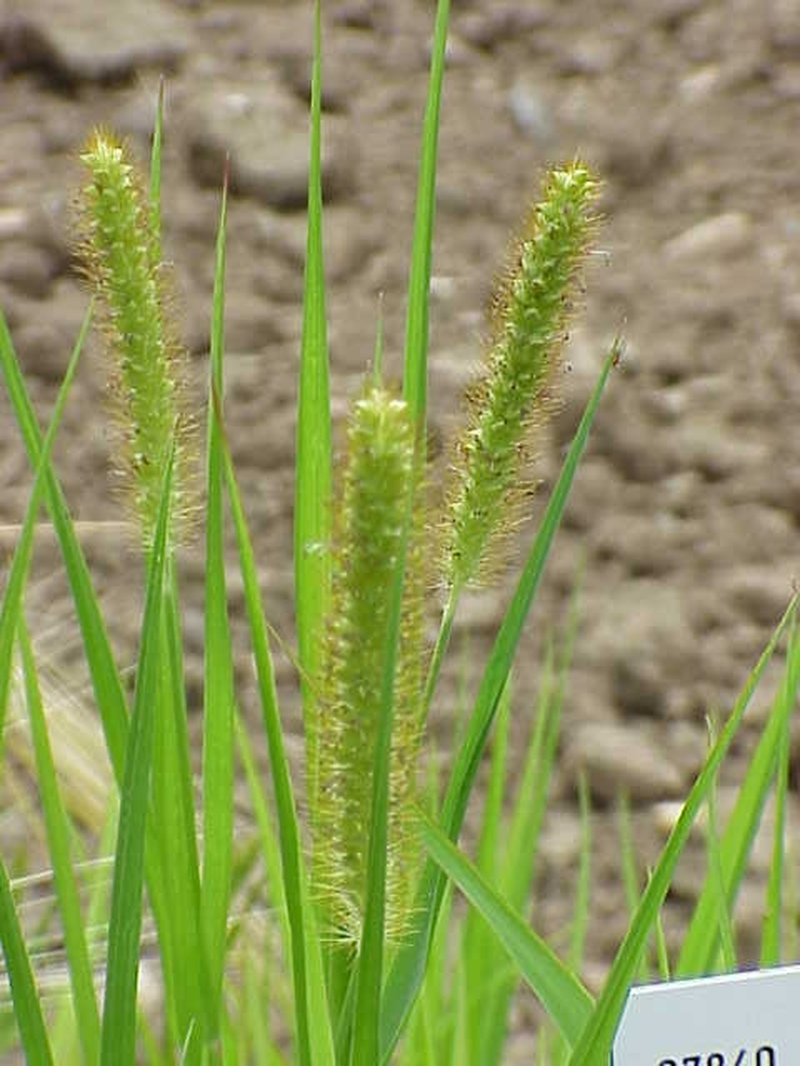 Bur Bristlegrass photo 3