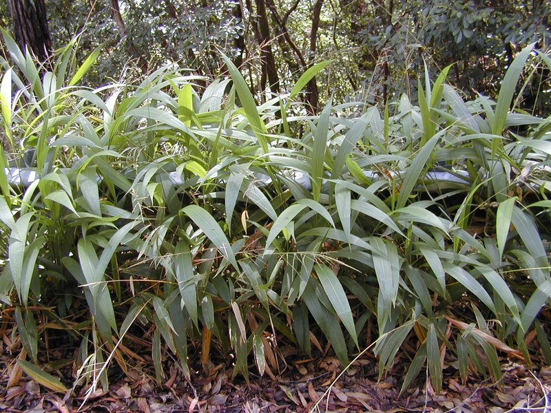 Bur Bristlegrass photo 4
