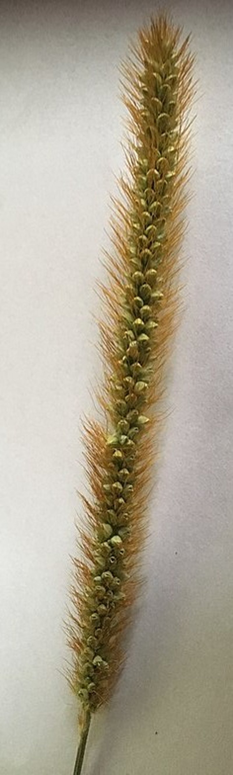 Bur Bristlegrass photo 5