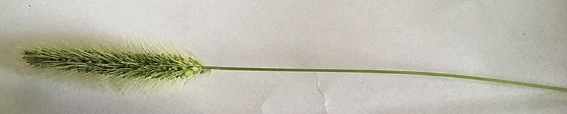 Bur Bristlegrass photo 6