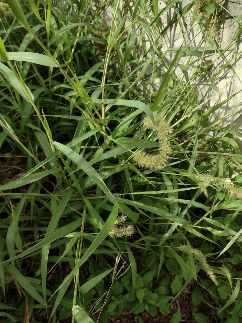 Bur Bristlegrass photo 7