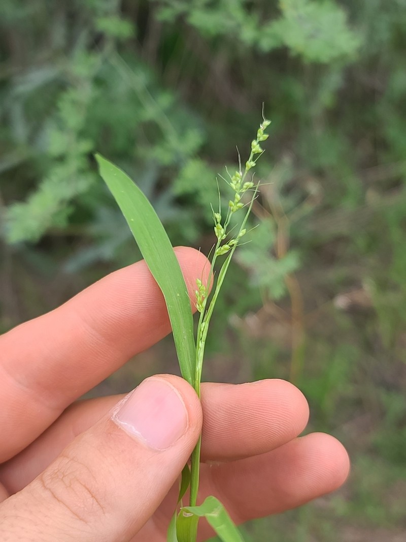 Arizona Bristlegrass