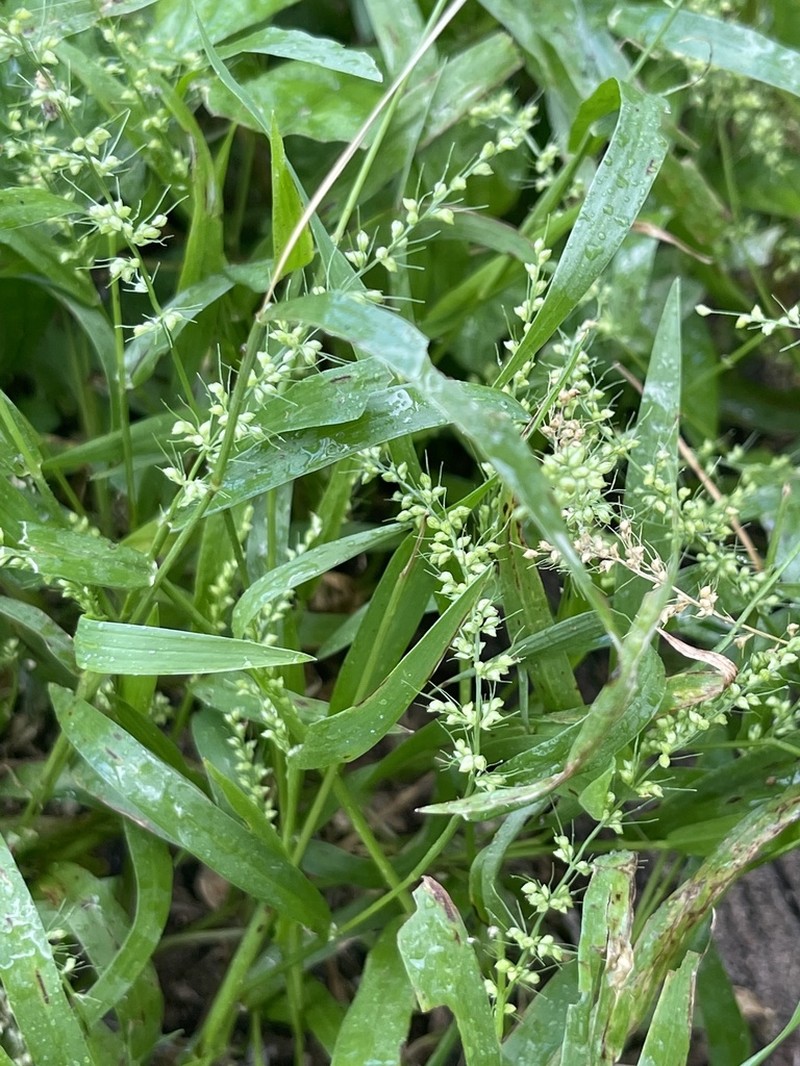Arizona Bristlegrass photo 2