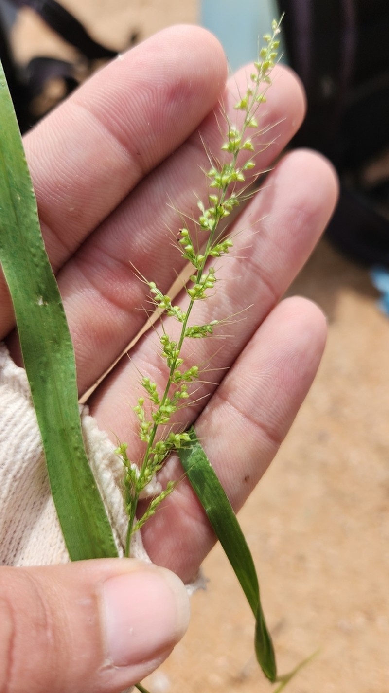 Arizona Bristlegrass photo 3
