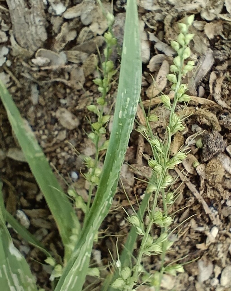Arizona Bristlegrass photo 4