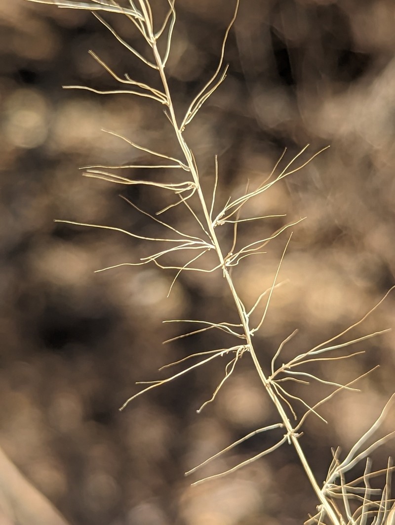 Arizona Bristlegrass photo 5