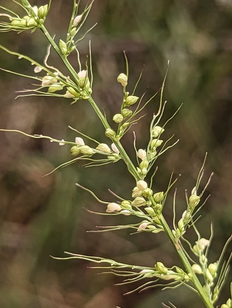 Arizona Bristlegrass photo 6