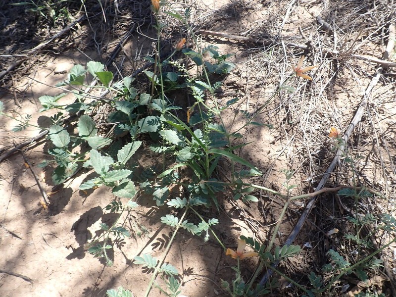 Arizona Bristlegrass photo 7