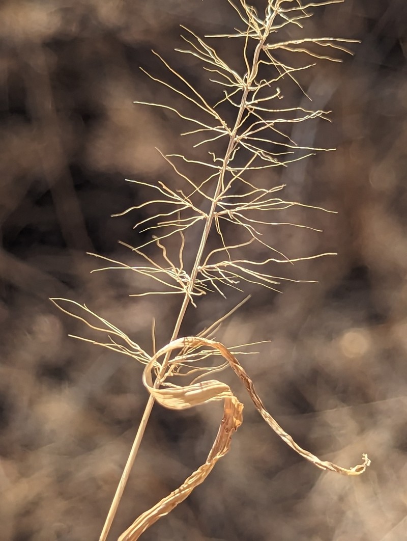 Arizona Bristlegrass photo 8