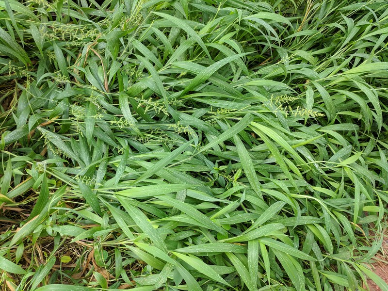 East Indian Bristlegrass photo 2